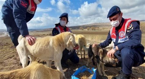 Karaman'da Jandarma yaban hayvanları için doğaya yem bıraktı - Son Dakika Haberleri